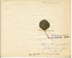 Image of Stigmella assimilella (Zeller 1848) Fletcher et al. 1945