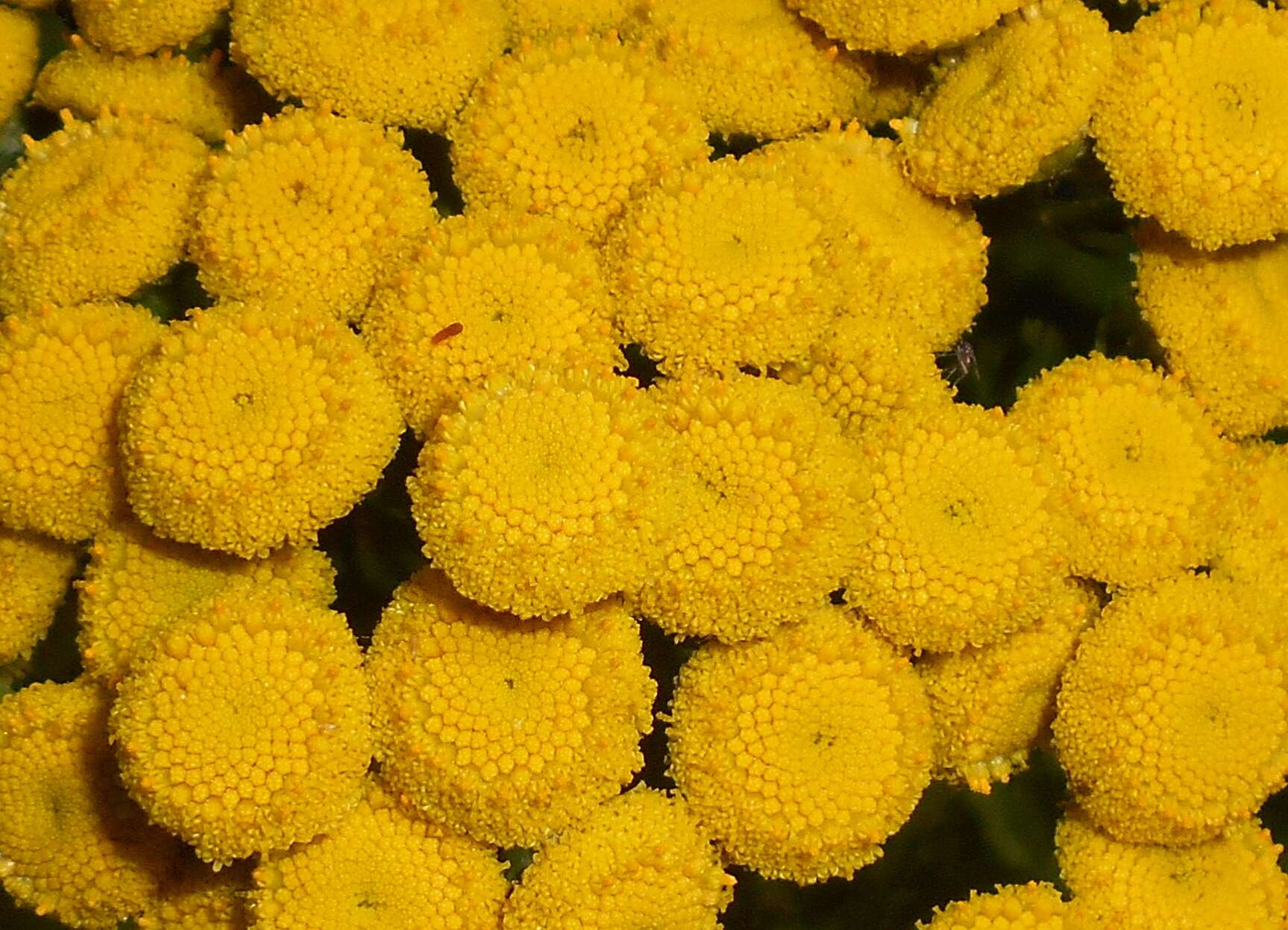 Image of common tansy