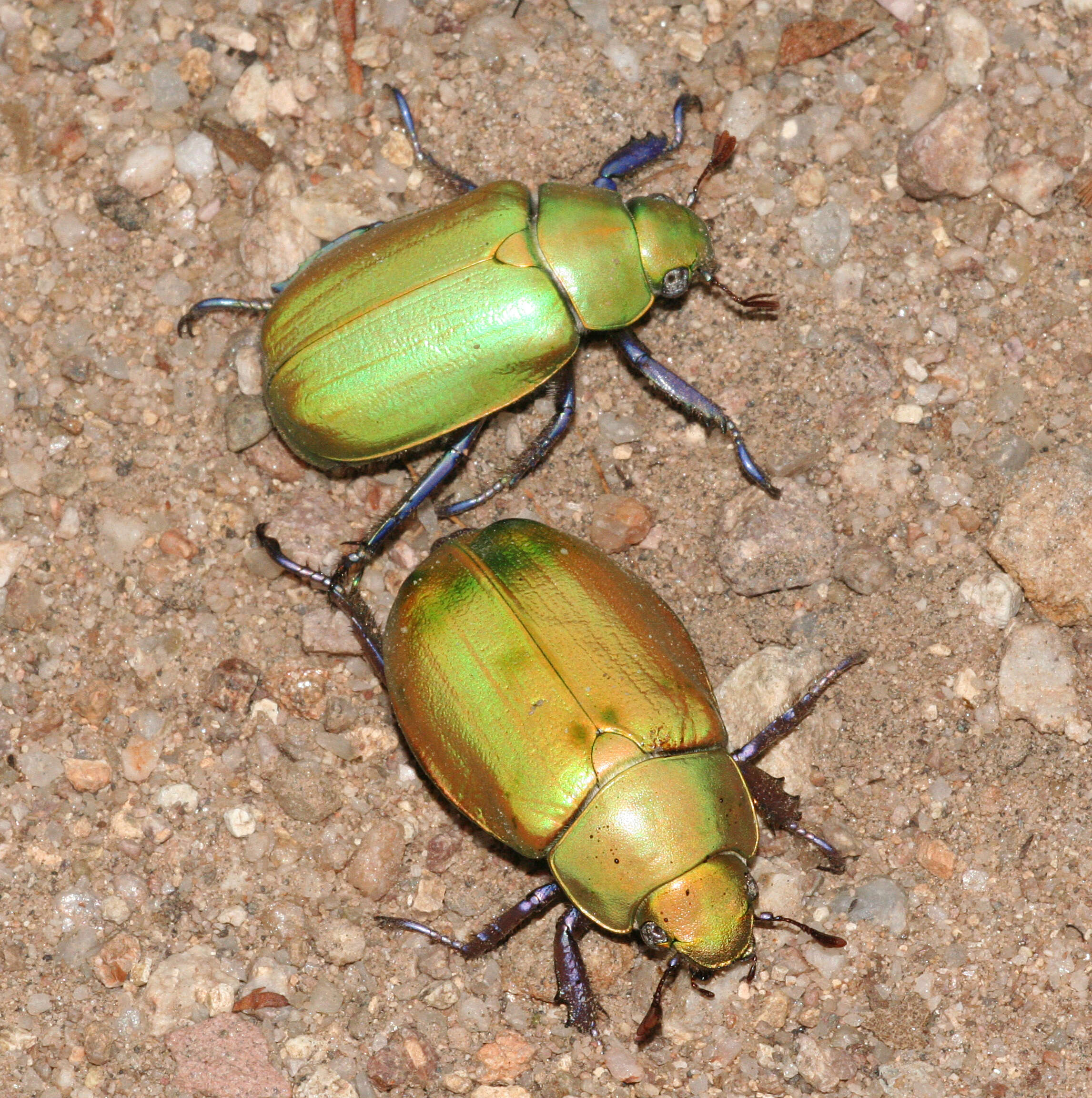 Image of Beyer's Scarab