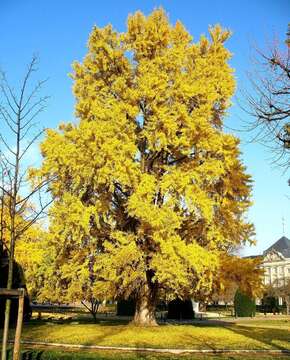 Image of Ginkgoopsida