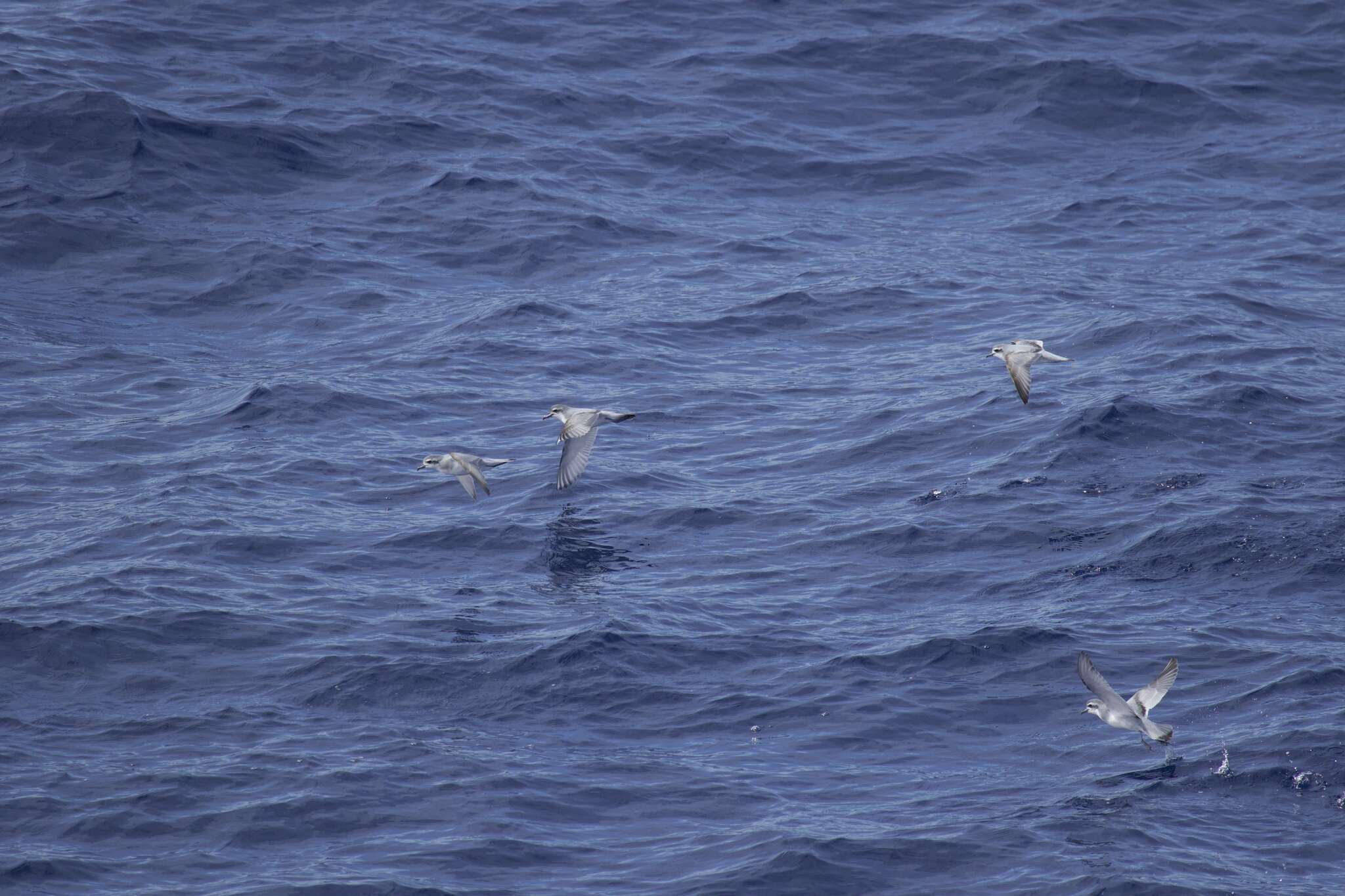 Image of Antarctic Prion