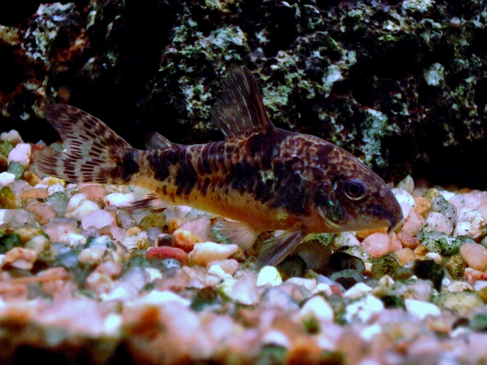 Image of peppered corydoras