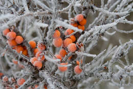 Imagem de Hippophae rhamnoides L.