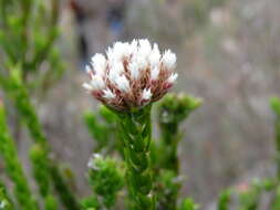 Image of Metalasia pulcherrima pallescens (Harv.) Karis