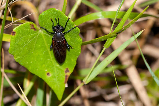 Image of Mydas maculiventris (Westwood 1835)