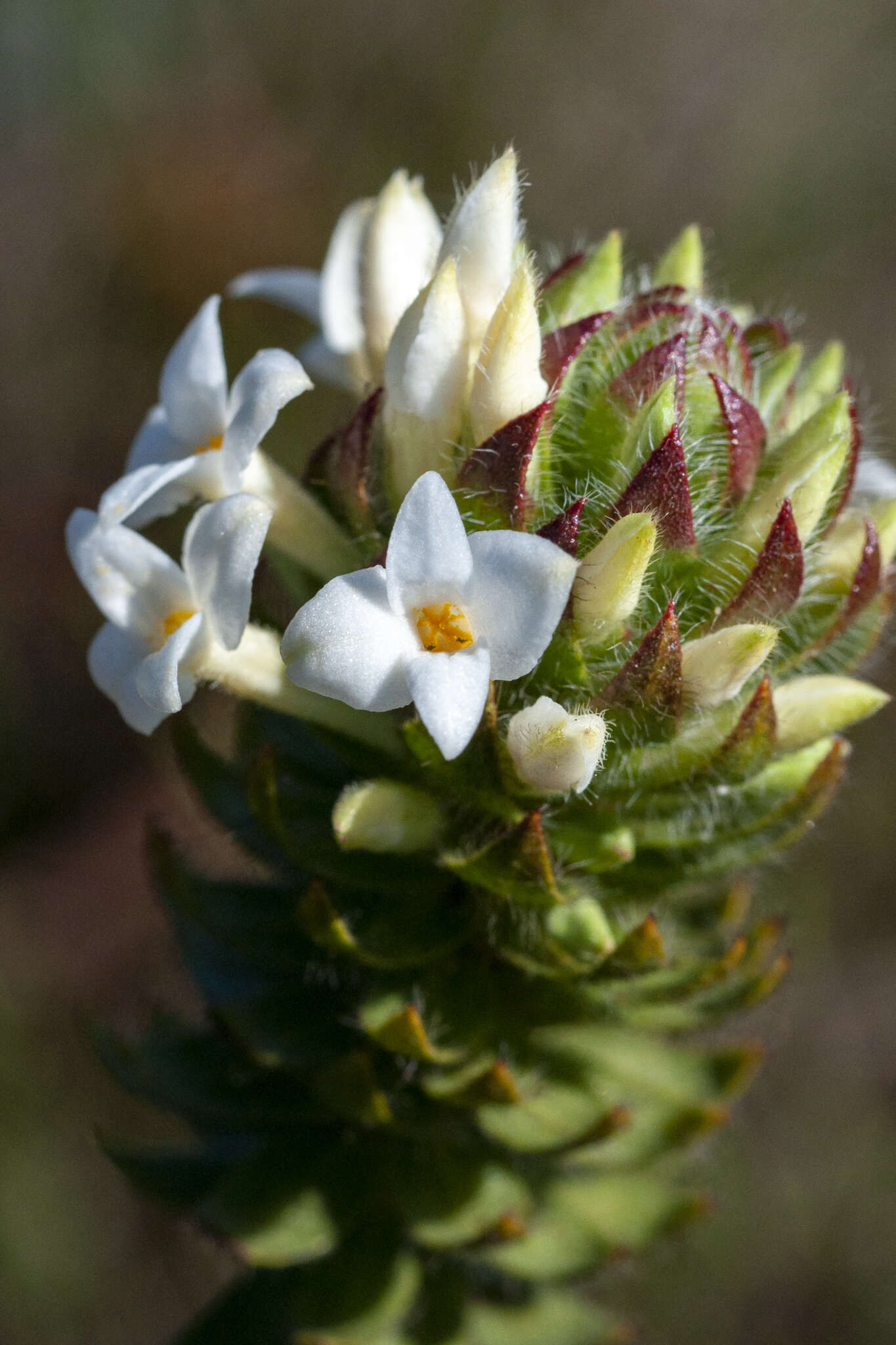 Image of Gnidia ornata (Meissn.) Gilg