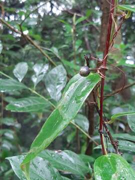 Image of Smilax glabra Roxb.