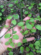 Image of Coprosma rotundifolia A. Cunn.