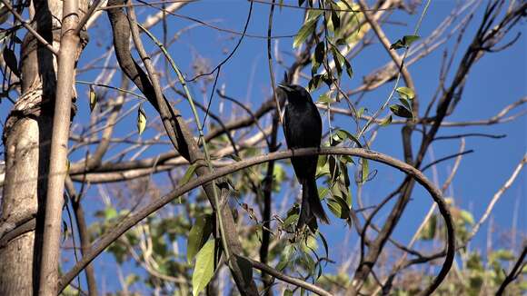 Image of Crested Drongo