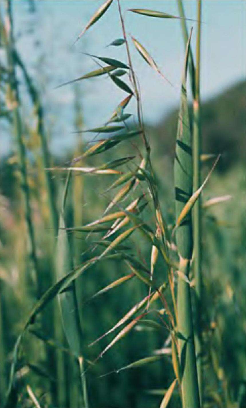 Image of lopsided oat