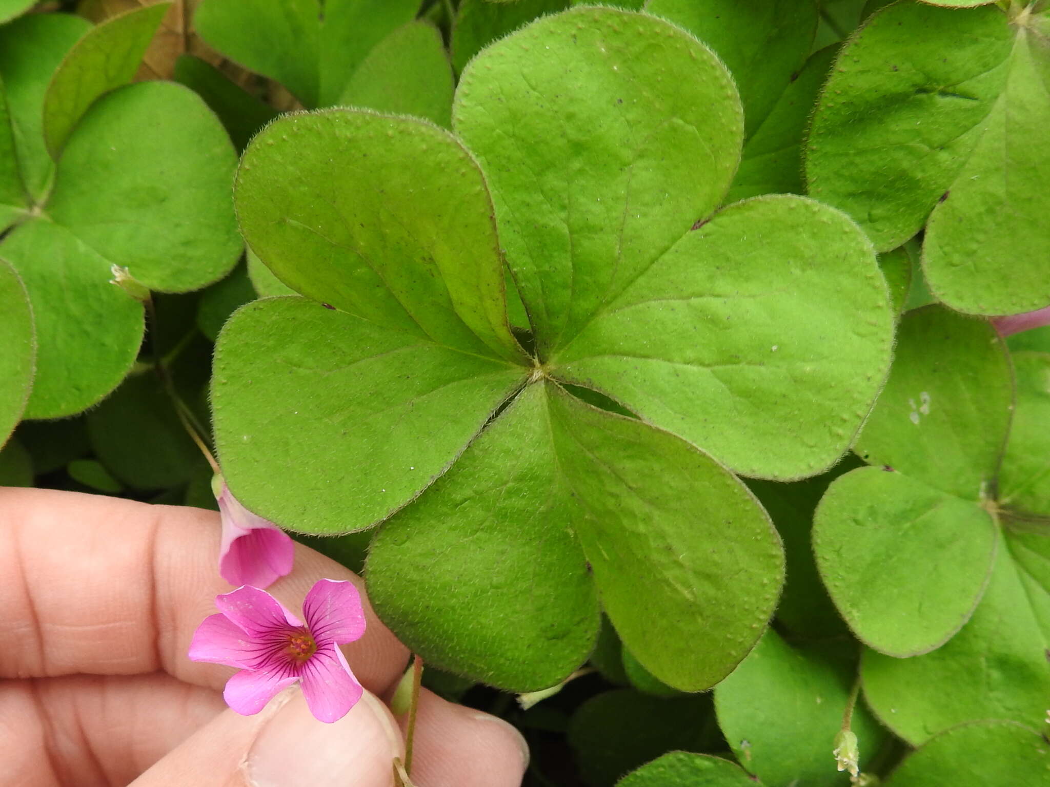 Image of windowbox woodsorrel