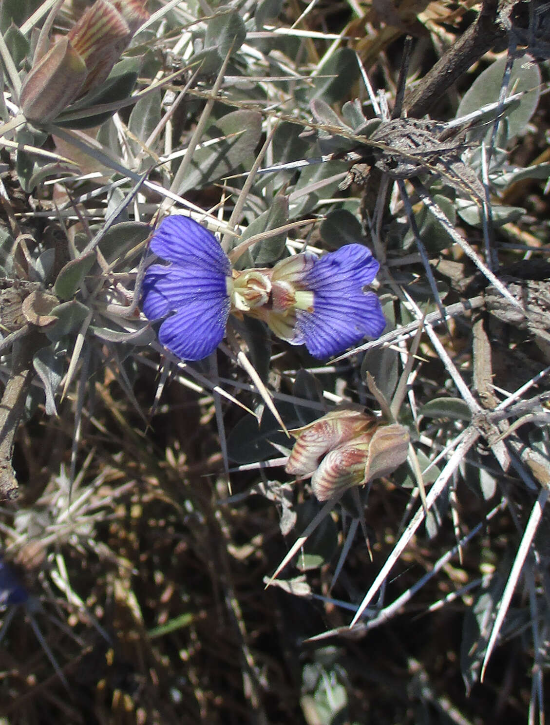 Image of Blepharis petalidioides K. Vollesen