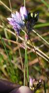 Image of Ixia longistylis (M. P. de Vos) Goldblatt & J. C. Manning