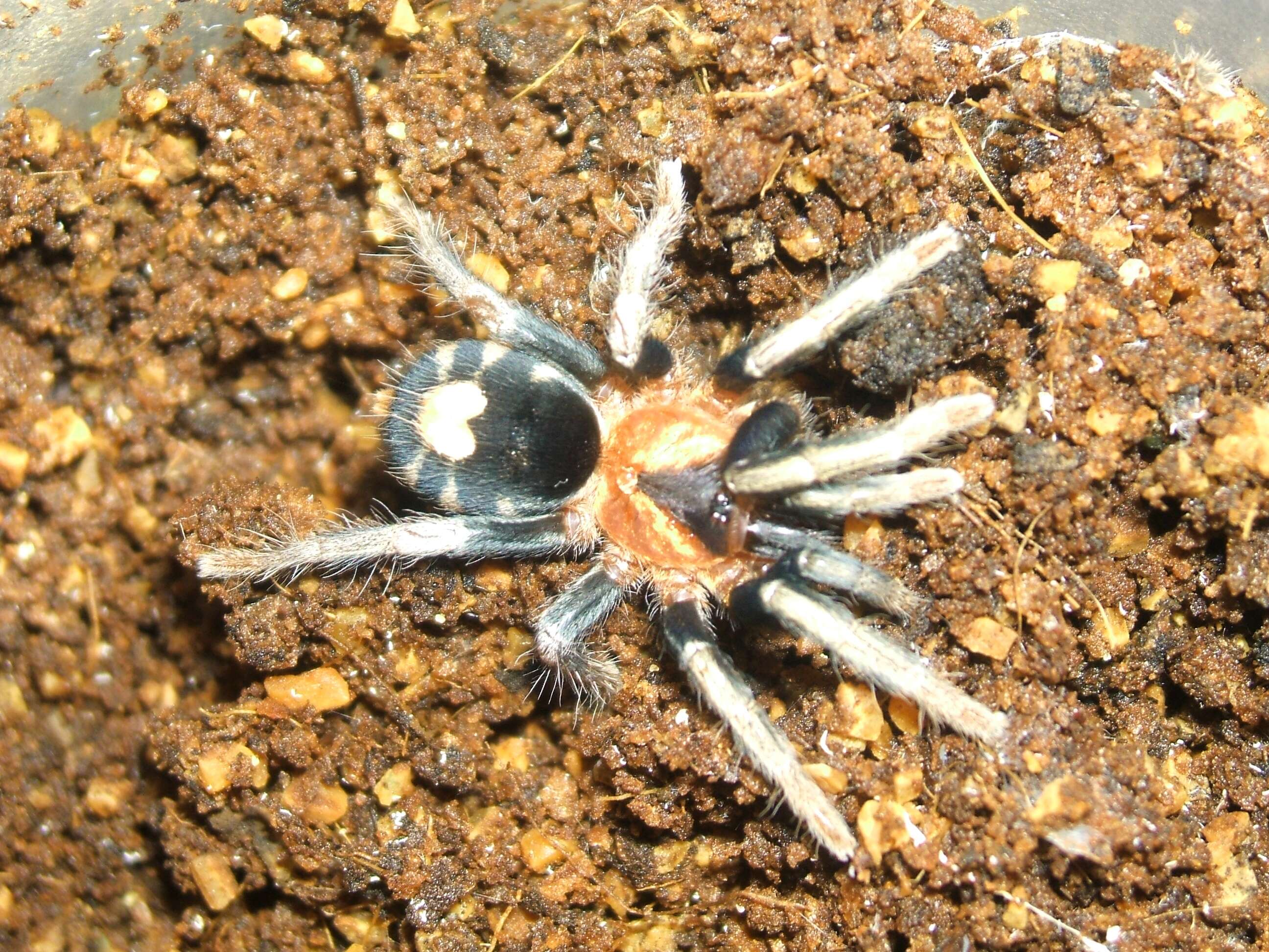 Image of Trinidad Dwarf Tiger Rump Tarantula