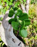 Imagem de Pereskiopsis diguetii (F. A. C. Weber) Britton & Rose