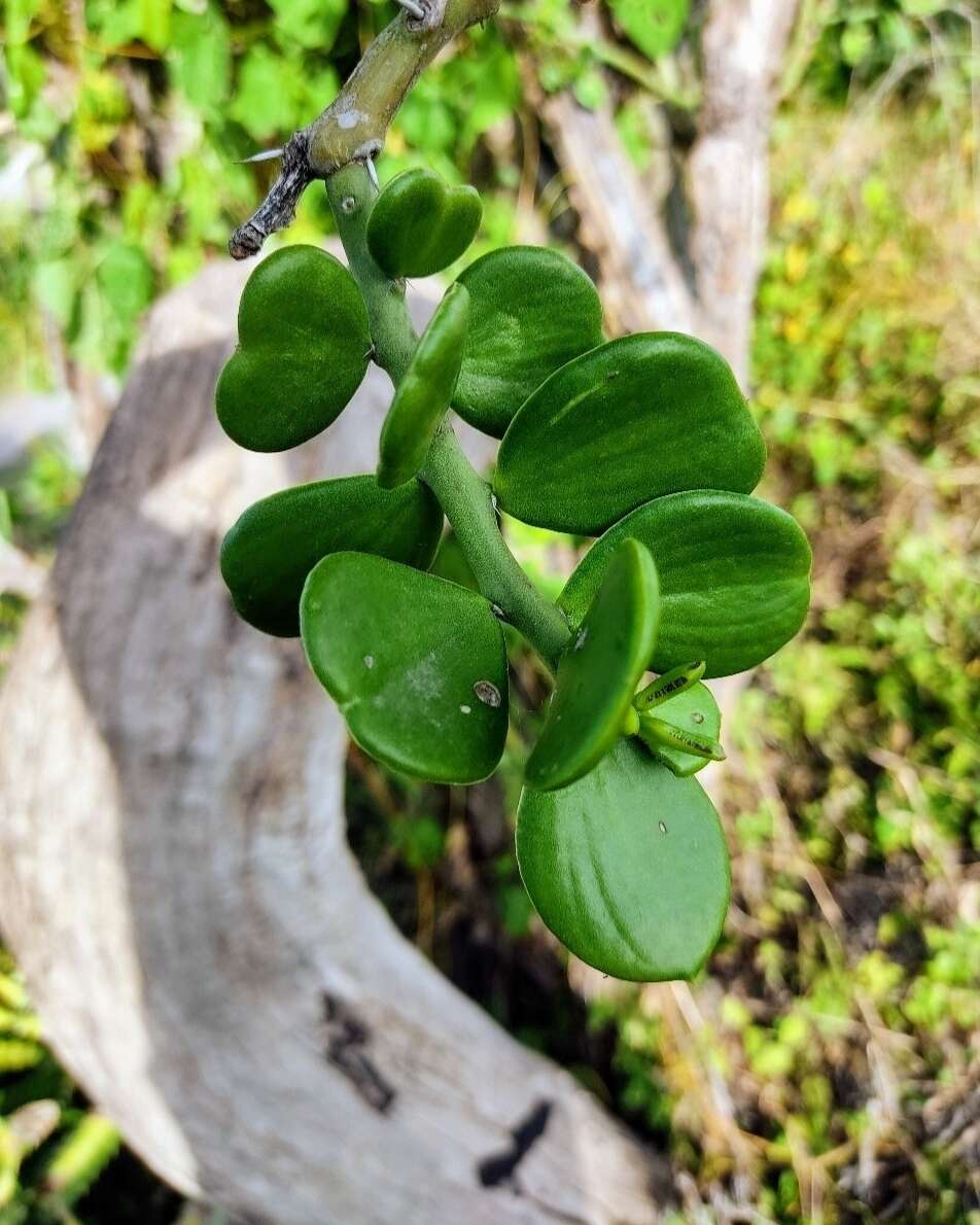 Imagem de Pereskiopsis diguetii (F. A. C. Weber) Britton & Rose