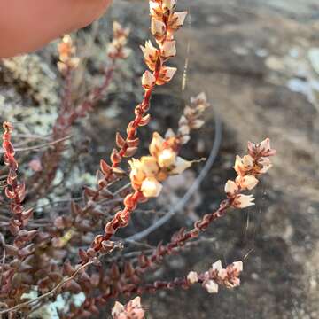 Image of Villadia albiflora (Hemsl.) Rose