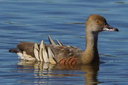 Image of Grass Whistling Duck