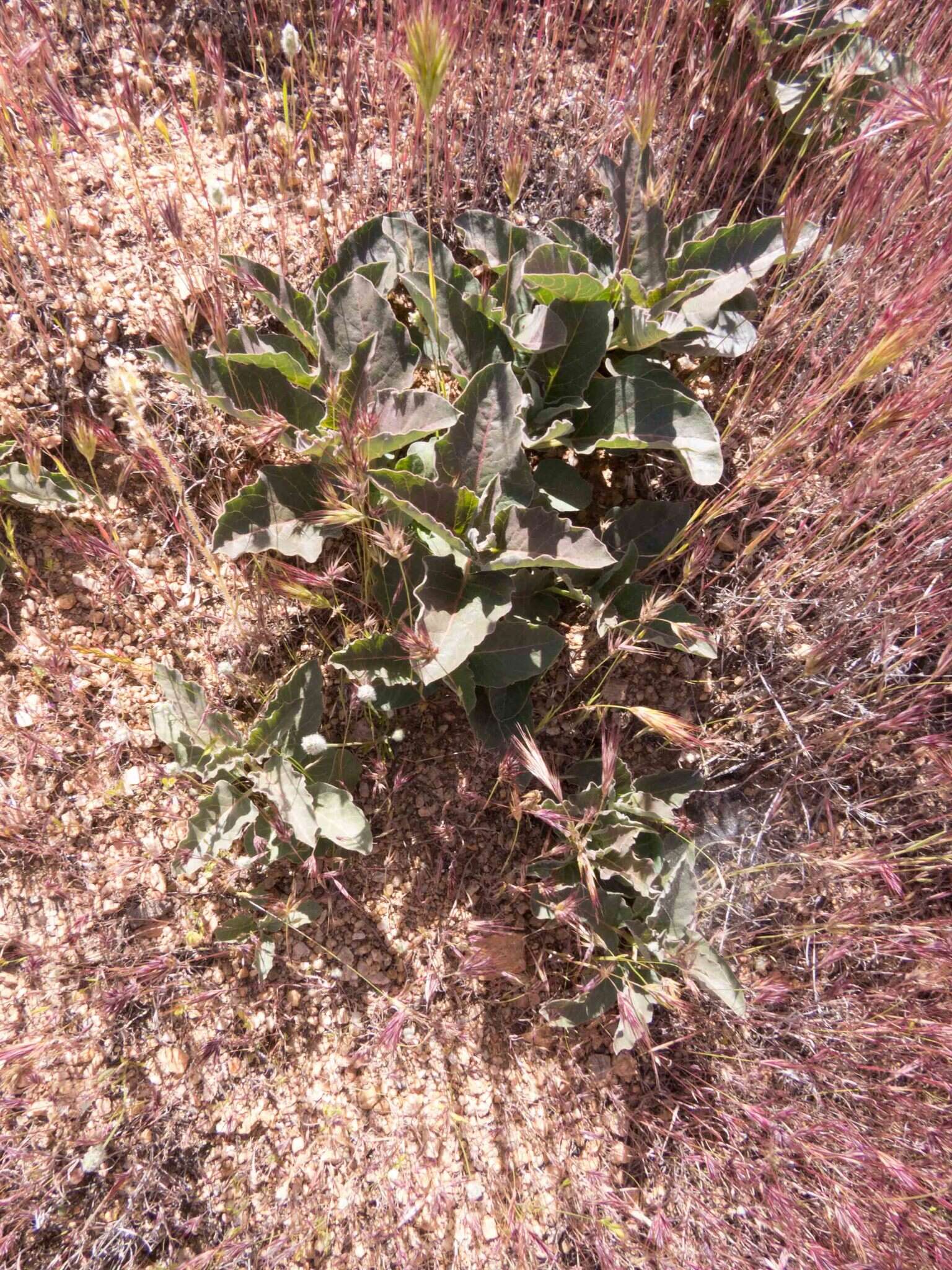 Image of Mojave milkweed