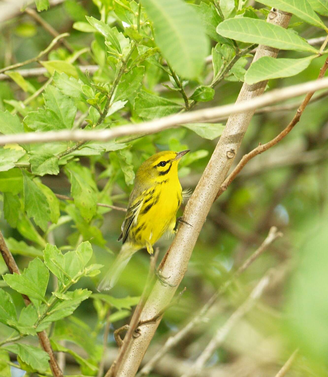 Setophaga discolor (Vieillot 1809) resmi