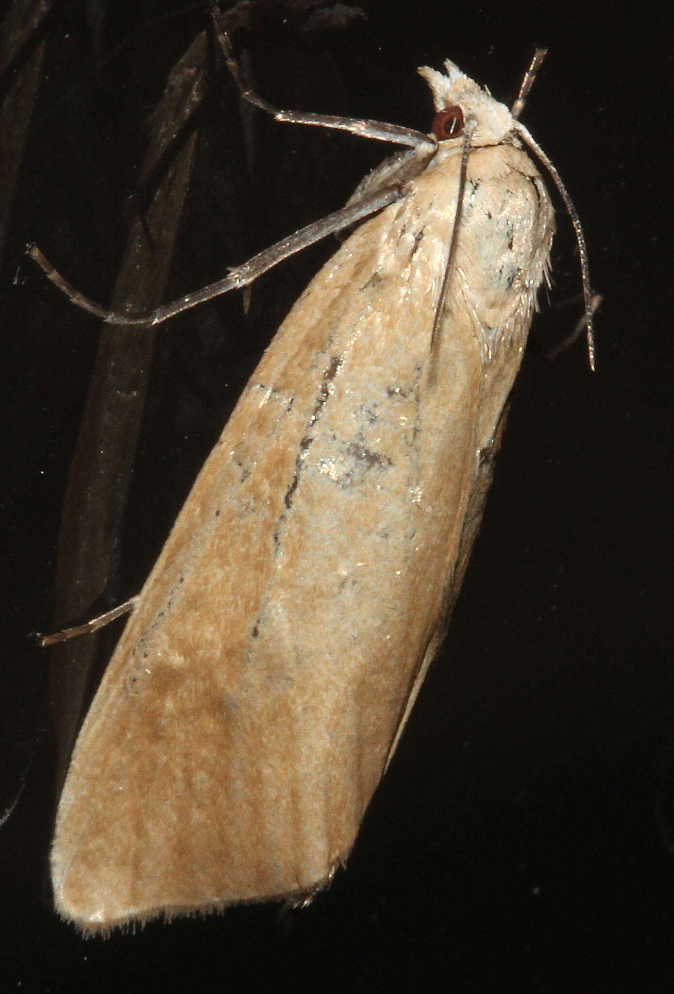 Image of Scirpophaga imparellus Meyrick 1878
