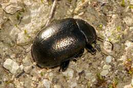 Image of <i>Chrysolina <i>vernalis</i></i> vernalis