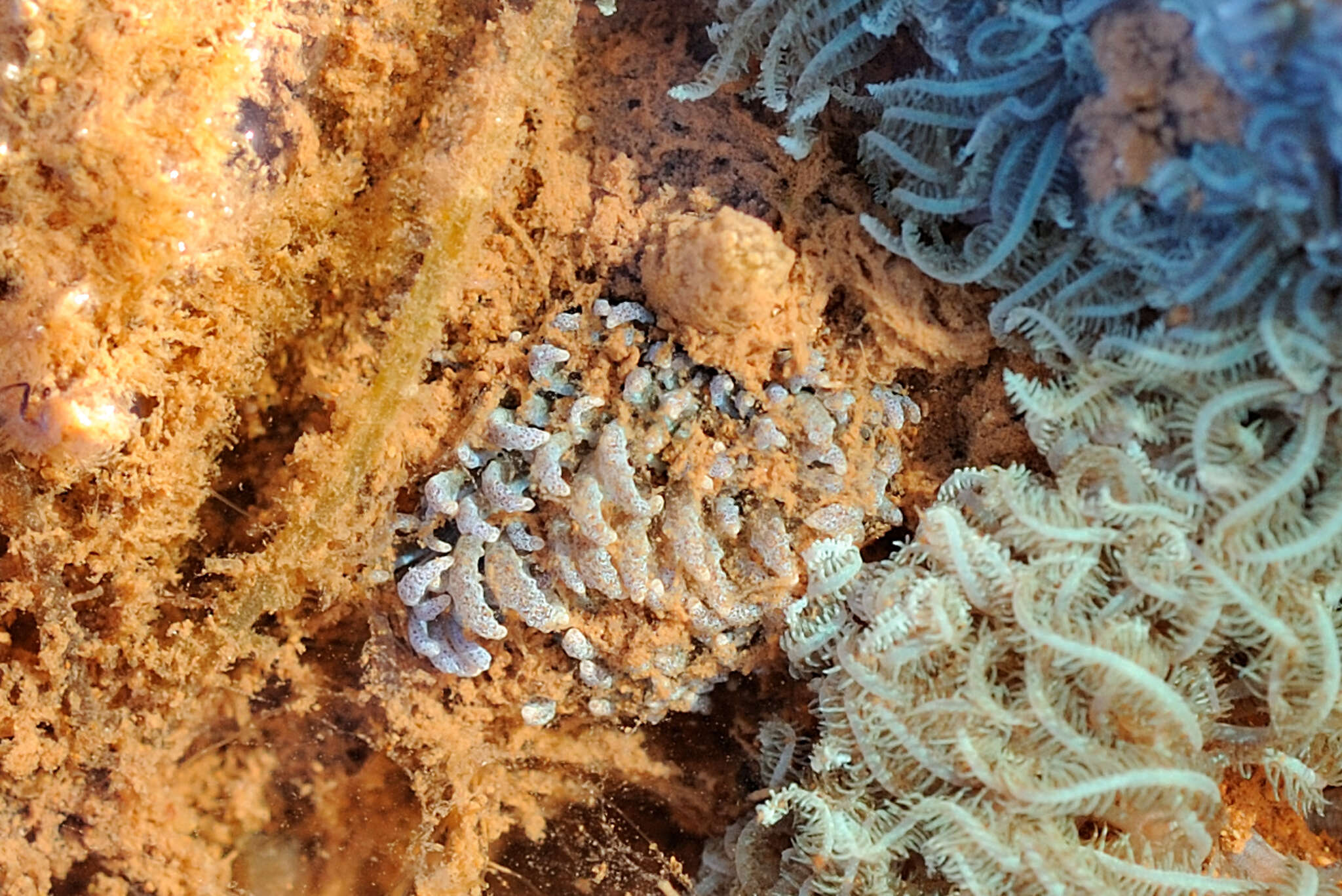 Image of Phyllodesmium crypticum Rudman 1981