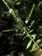 Imagem de Lythrum alatum subsp. lanceolatum (Elliott) A. Haines