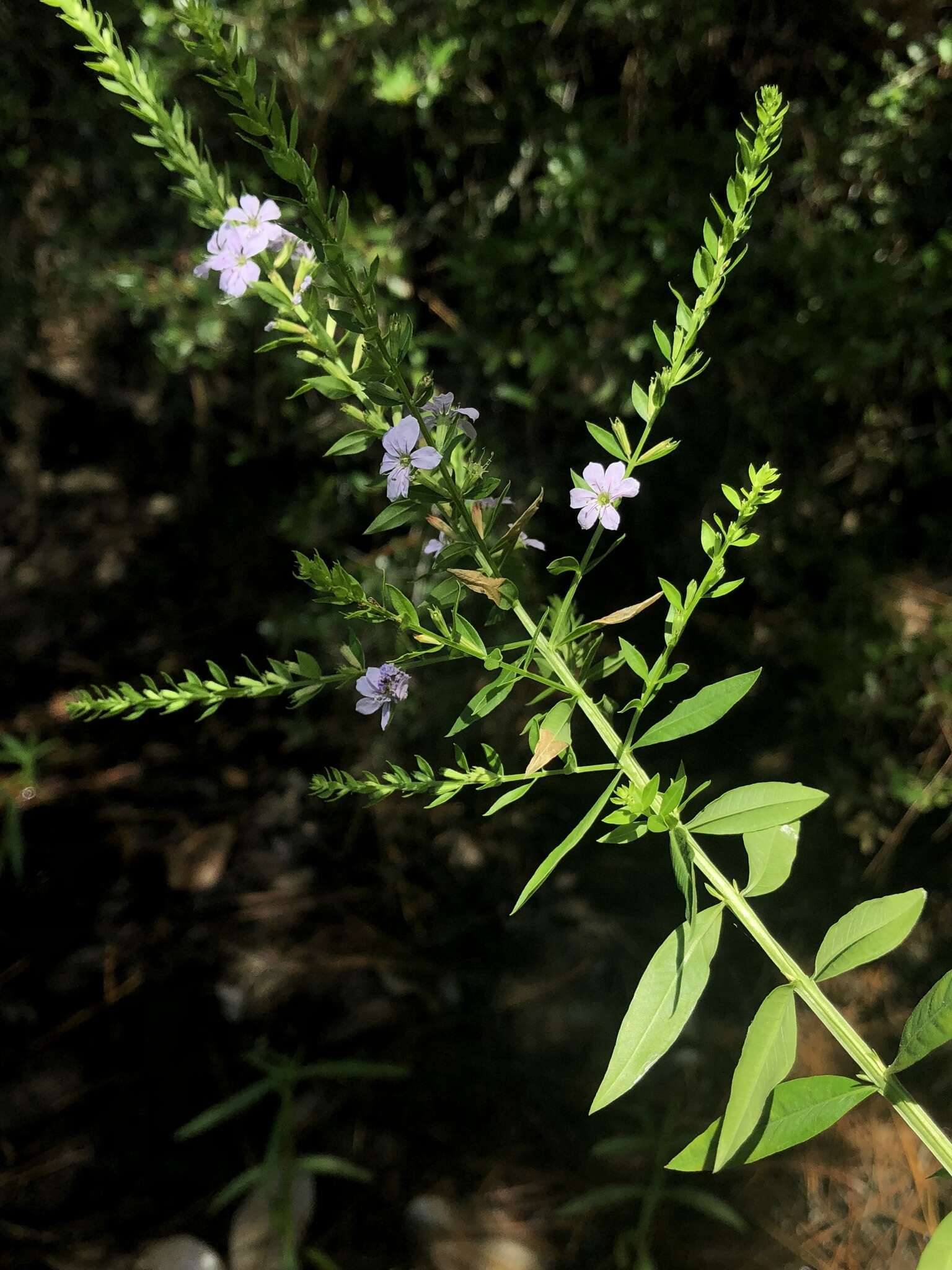 Image of lance-leaved loosetrife