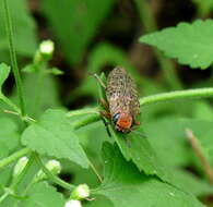 Image of Lampetis cupreopunctata (Schaeffer 1905)