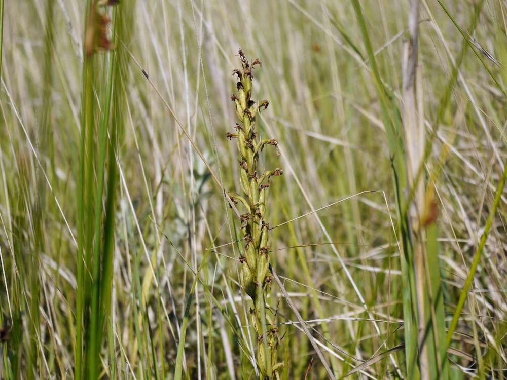 Image of Anacamptis palustris (Jacq.) R. M. Bateman, Pridgeon & M. W. Chase