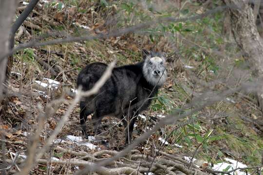 Image of Japanese Serow