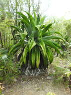 Image of Agave caymanensis Proctor