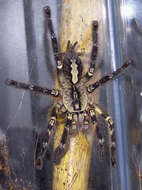 Image of Fringed Ornamental Tarantula