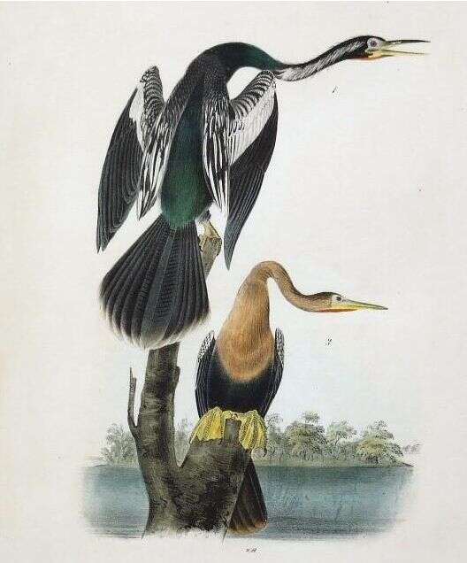 Plancia ëd Anhinga anhinga (Linnaeus 1766)