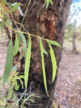 Слика од Eucalyptus amygdalina Labill.