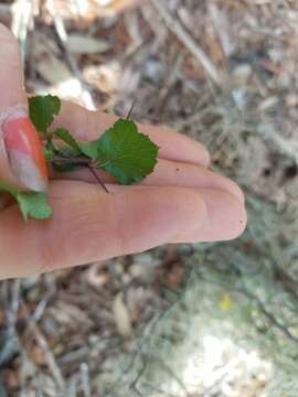 Image of yellowleaf hawthorn