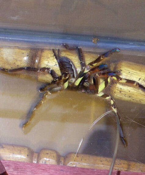 Image of Fringed Ornamental Tarantula