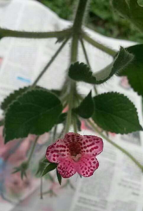 Imagem de Kohleria amabilis (Planch. & Linden) Fritsch