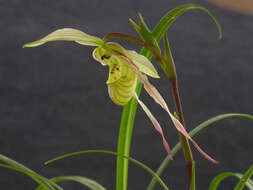 Image de Phragmipedium pearcei (Veitch ex J. Dix) Rauh & Senghas