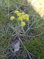 Image of leafy wildparsley