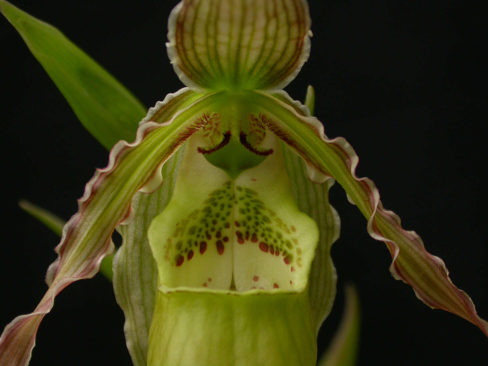 Image de Phragmipedium richteri Roeth & O. Gruss