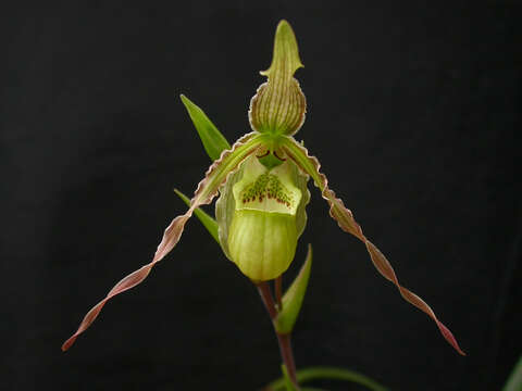 Image de Phragmipedium richteri Roeth & O. Gruss