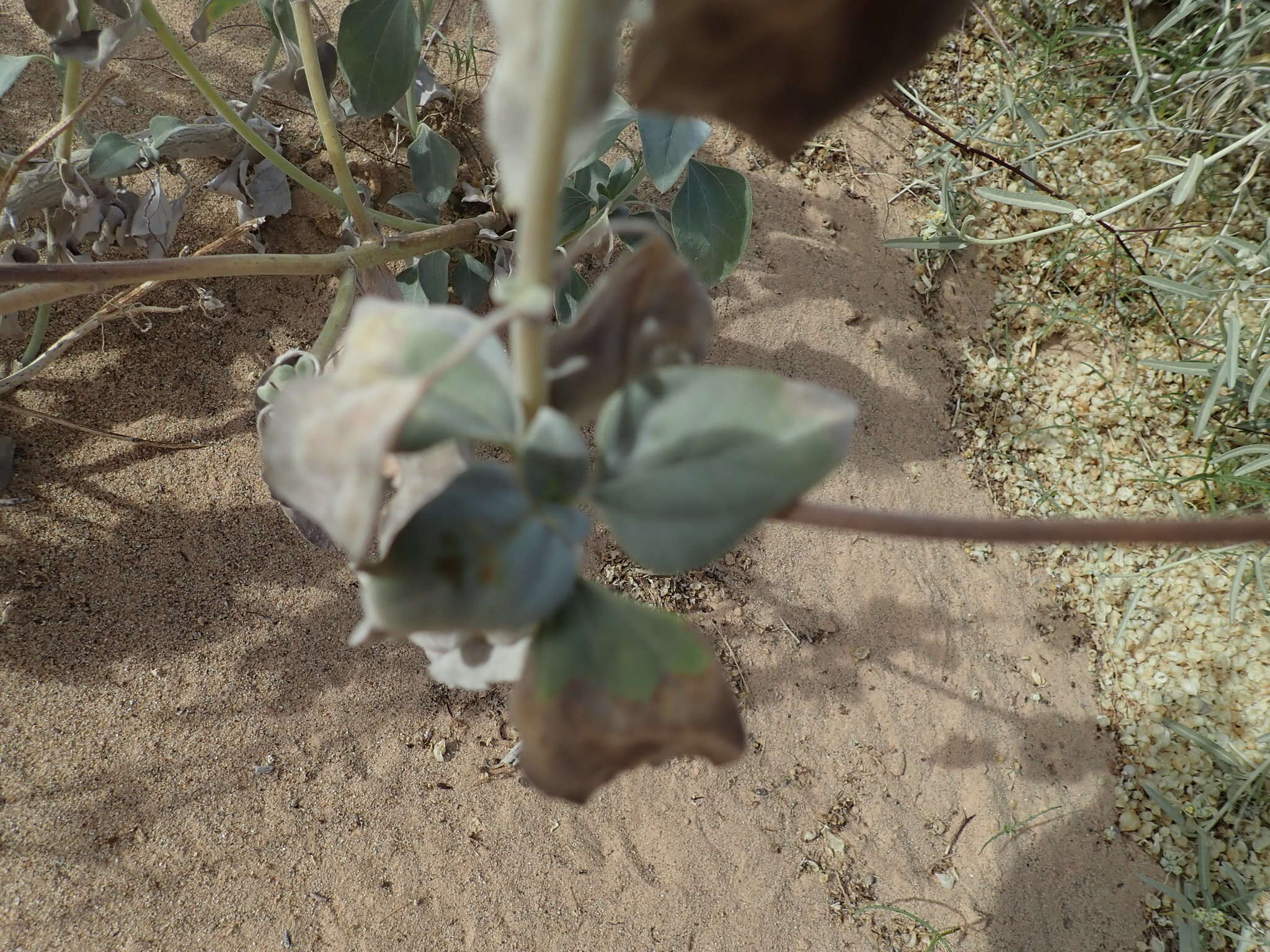 Image of Algodones sunflower