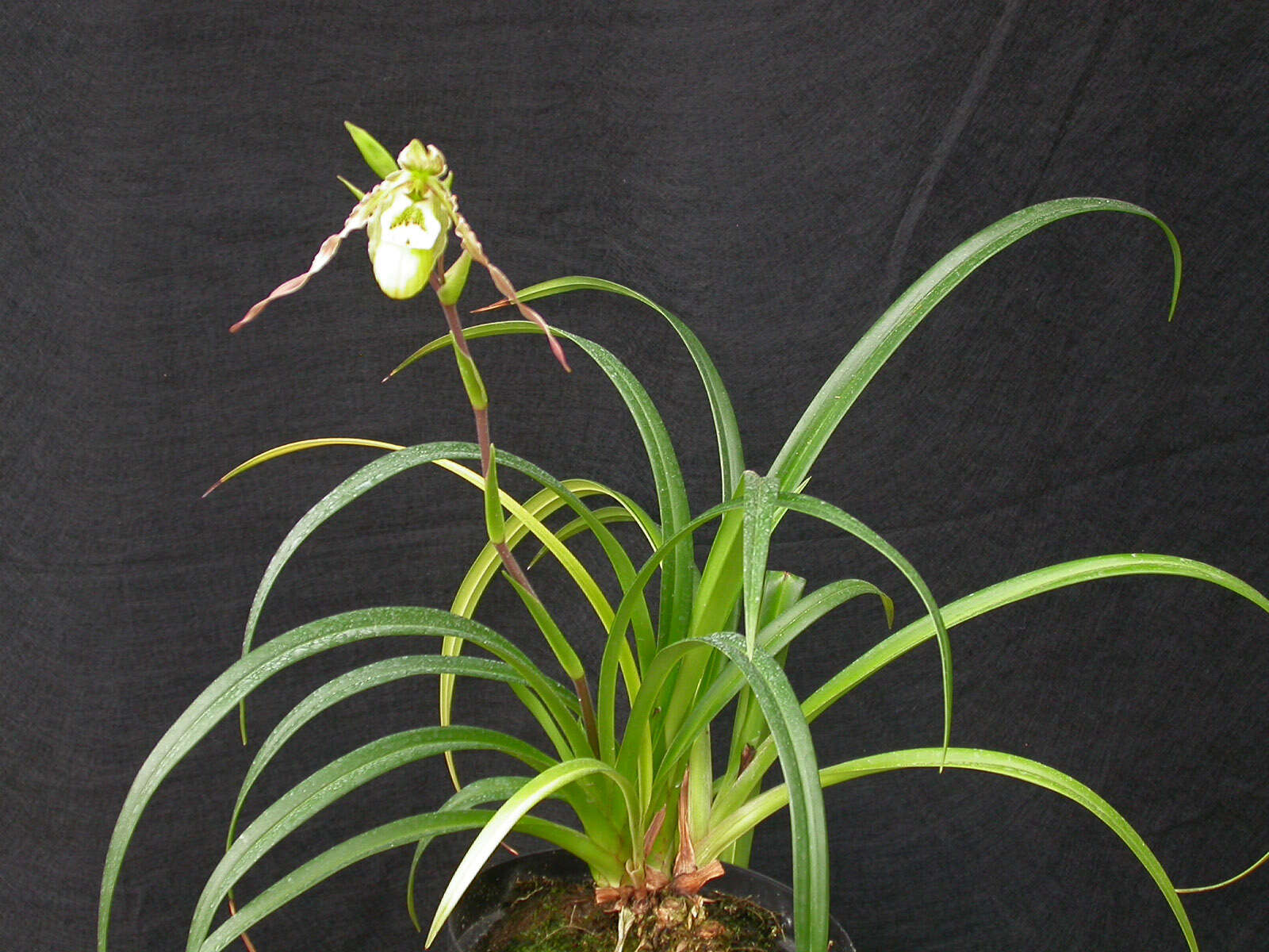 Image de Phragmipedium richteri Roeth & O. Gruss