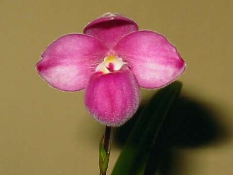 Imagem de Phragmipedium fischeri Braem & H. Mohr