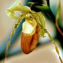 Image of Hirtz' Phragmipedium