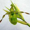 Image of Reticulated Phragmipedium