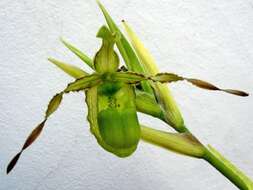 Слика од Phragmipedium reticulatum (Rchb. fil.) Schltr.