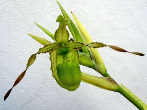 Image of Reticulated Phragmipedium